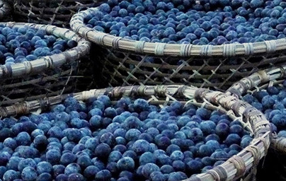 Acai jagode (Euterpe oleracea) Acai jagode (Euterpe oleracea)